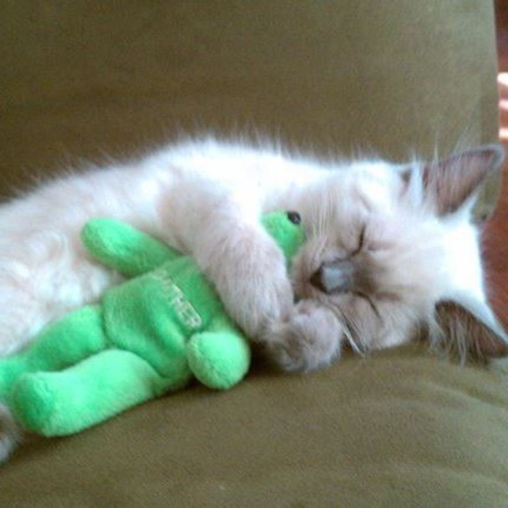 Meet your Posher, Elaine